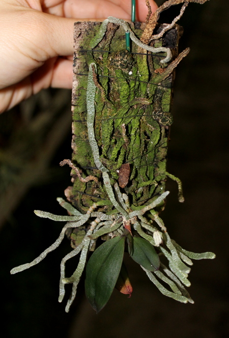 Phalaenopsis wilsonii.JPG