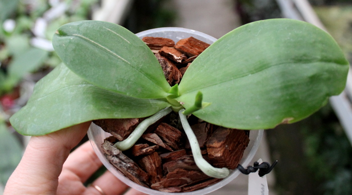 Phalaenopsis KS Evergreen x KS Happy Eagle.JPG