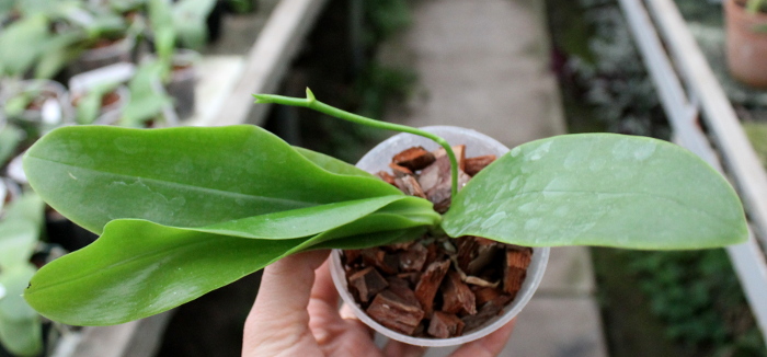 Phalaenopsis Ld's Bear King x violacea indigo.JPG