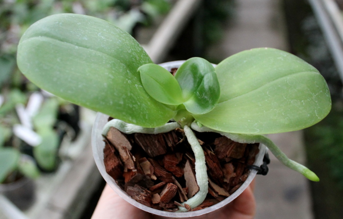 Phalaenopsis KS Red Zebra x (Texes Jewel-tetraspis).JPG