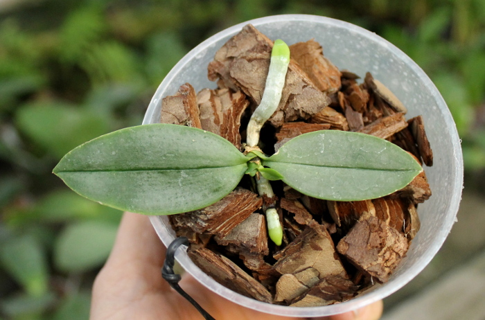 Phalaenopsis parishii.JPG