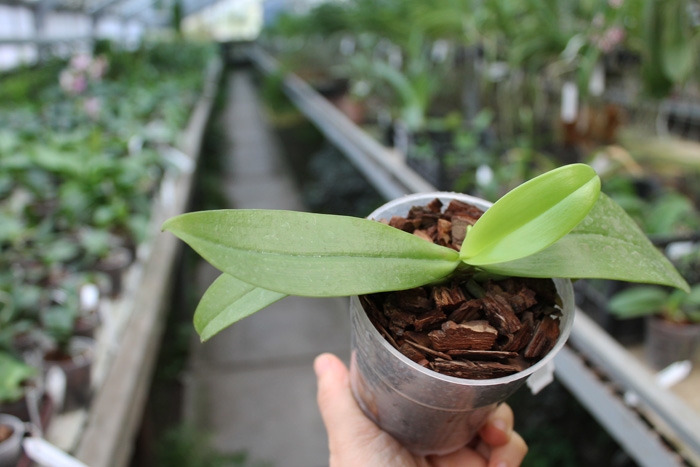 Phalaenopsis mannii 'Black'.jpg