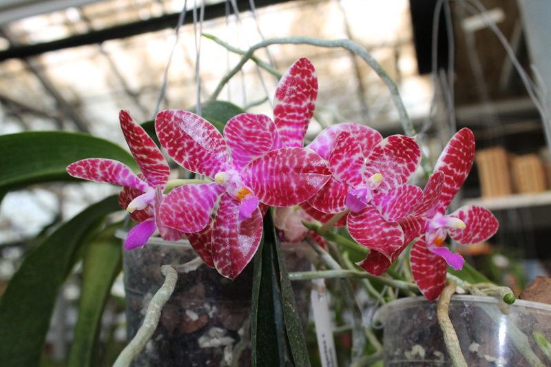 Phalaenopsis Joey (gigantea x lueddemanniana).jpg