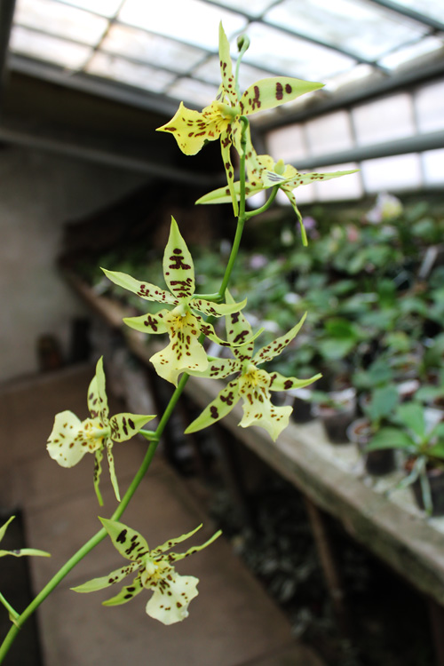 Mclellanara Pagan Love Song 'Cupid's Beau'.jpg