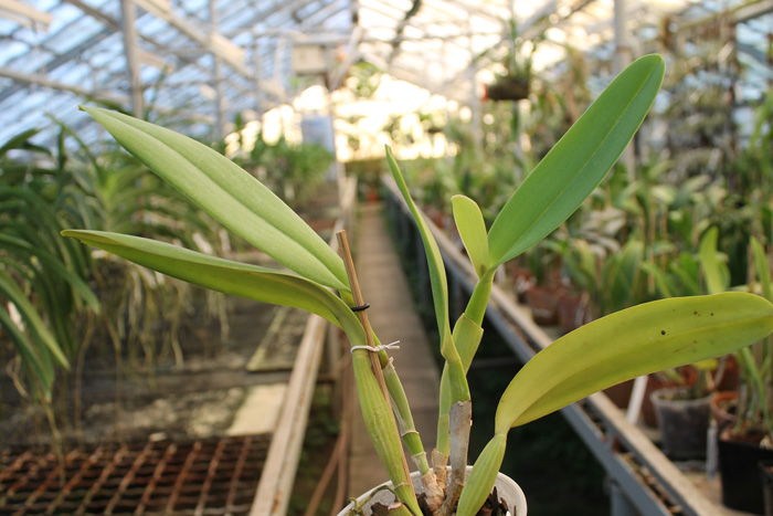Cattleya jenmanii 'Boliva' x Cattleya jenmanii rubra 'Serra Negra'.jpg