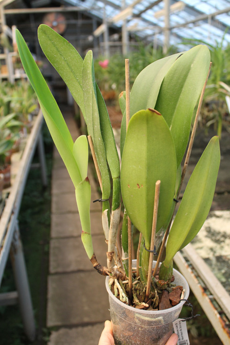 Brassolaeliocattleya Pink Empress 'Ju-Sen'.jpg