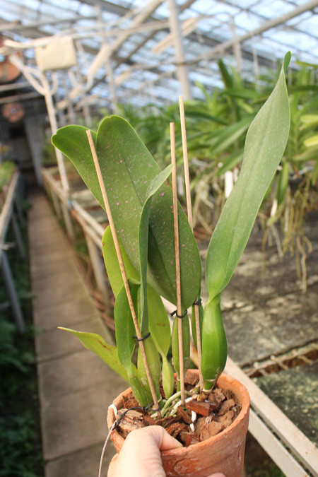 Laeliocattleya Antonetta Mahan 'S-10'.jpg