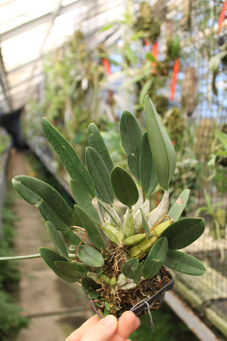 Dendrobium aggregatum.jpg