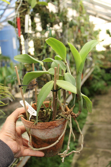 Cattleya intermedia orlatao 'Pedra Azul' x Cattleya intermedia flamea.jpg