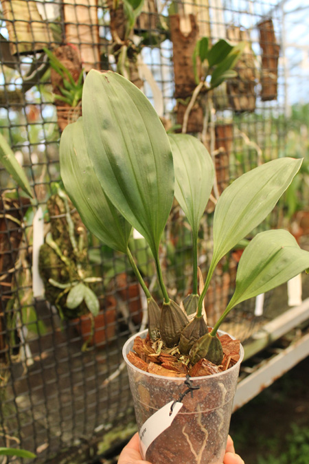 Stanhopea tigrina.jpg