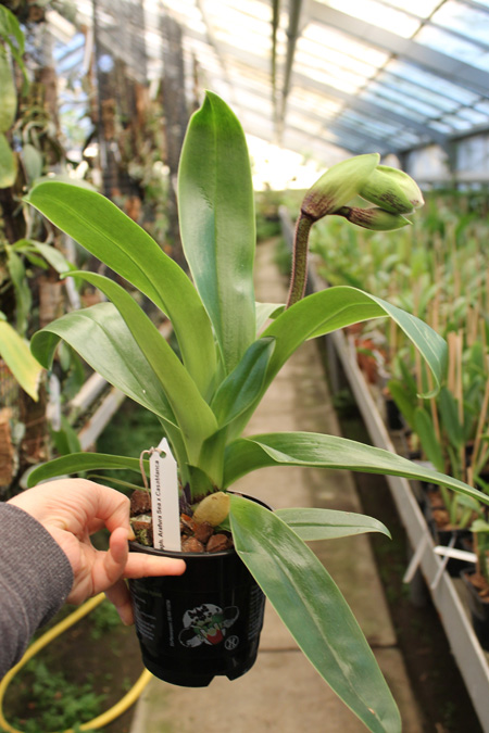 Paphiopedilum Arafura Sea x Casablanca.jpg