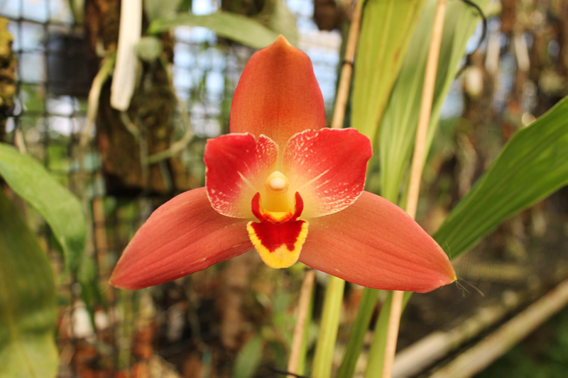 Angulocaste Red Jewel.jpg