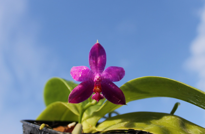 Phalaenopsis violacea 'Red'.jpg