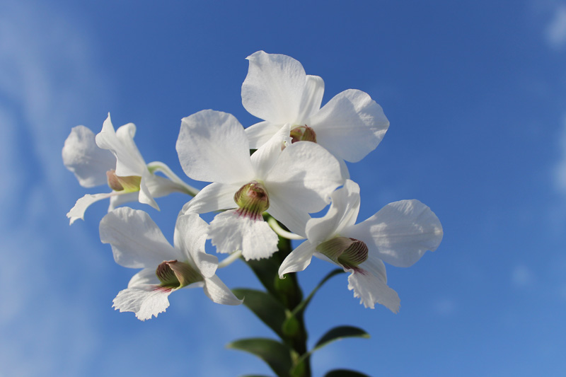 Dendrobium sanderae var major.jpg
