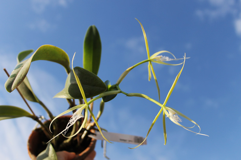 Coilostylis ciliaris.jpg