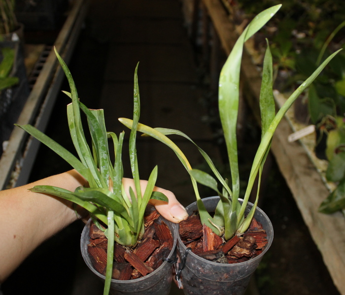 Oncidium Twinkle 'Red Fantasy' и Oncidium Twinkle 'Fragrance Fantasy'.JPG