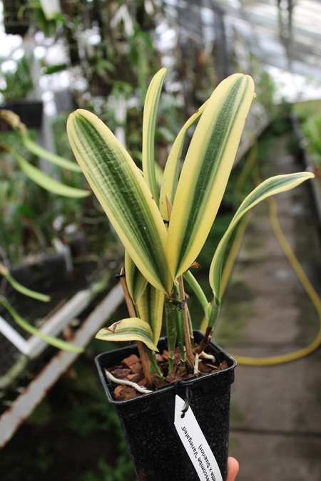 Cattleya Sedlescombe 'Variegated' (Annette x Suavior).jpg