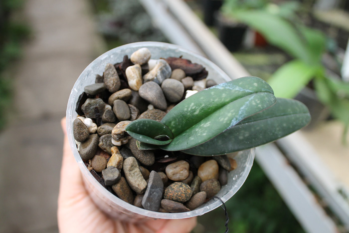 Paphiopedilum godefroyae.jpg