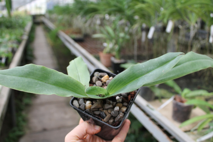 Paphiopedilum glaucophyllum.jpg