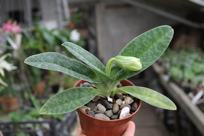 Paphiopedilum venustum alba.jpg