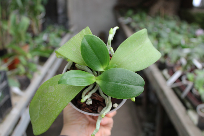 Phalaenopsis tetraspis alba x equestris alba.jpg