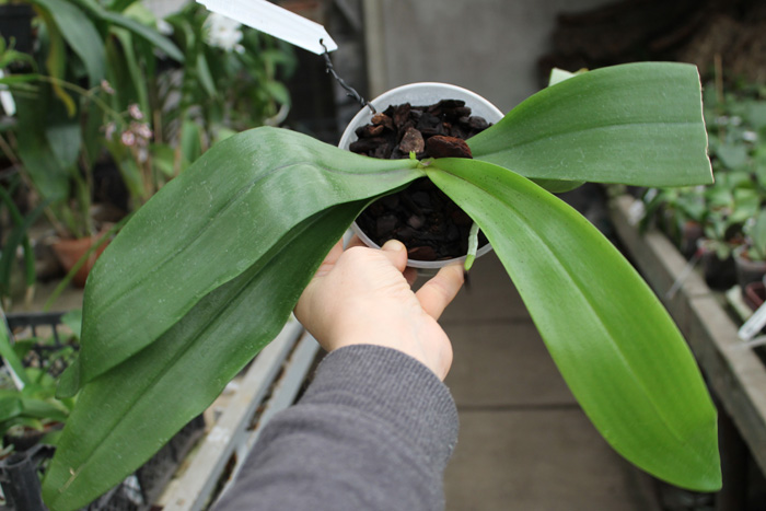 Phalaenopsis mannii.jpg