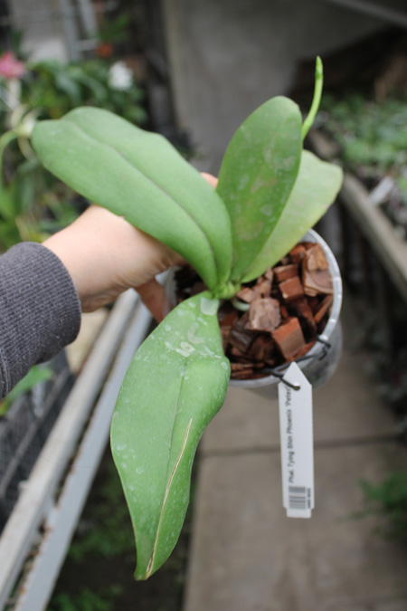 Phalaenopsis Tying Shin Phoenix 'Peter'.jpg