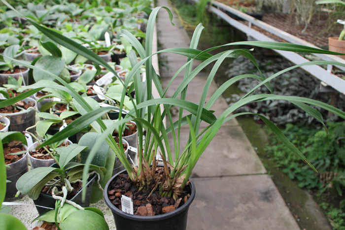 Cymbidium formosanum x erythrostylum.jpg