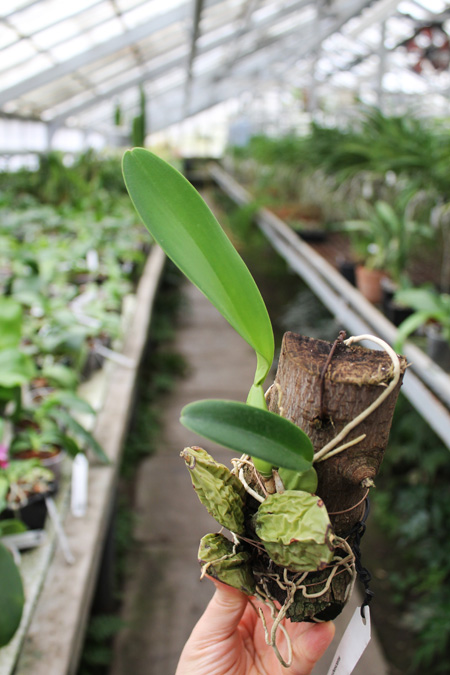 laelia rubescens.jpg