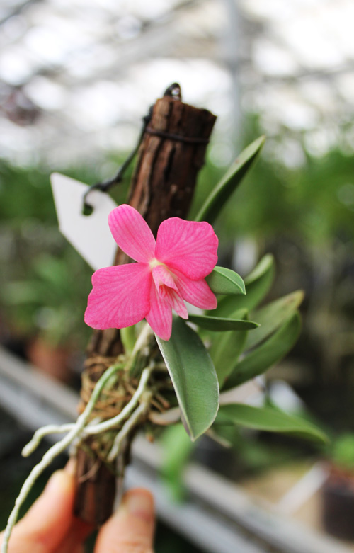 Sophronitis brevipedunculata.jpg