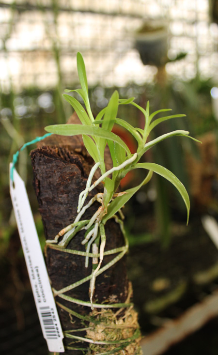 Epiphronitis Mariae (Euchile Mariae x Sophronitis coccinea).jpg