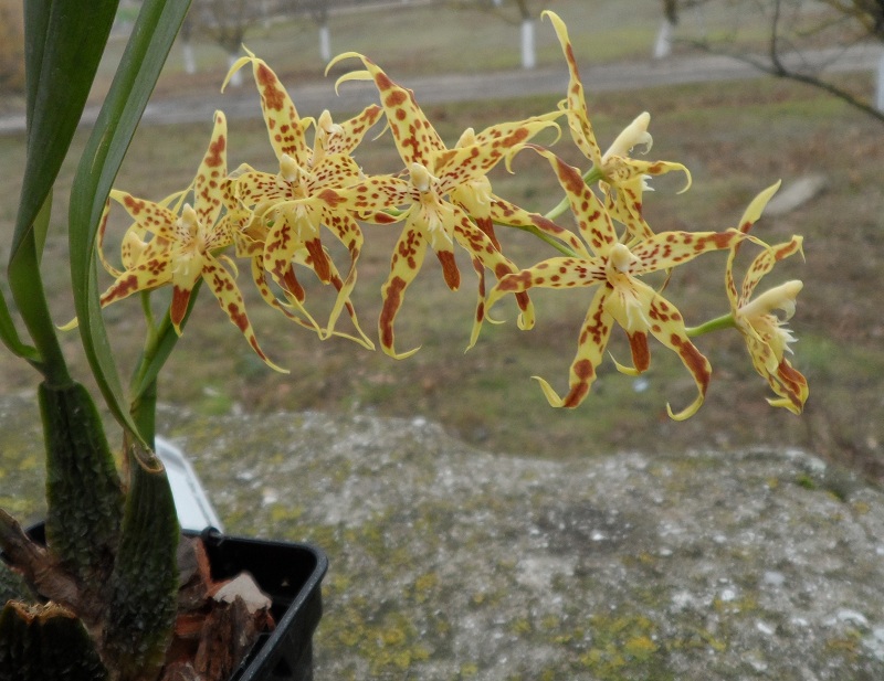 Odontoglossum praestans.jpg