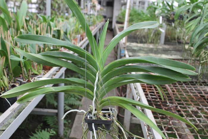 Kultana Red x luzonica.jpg