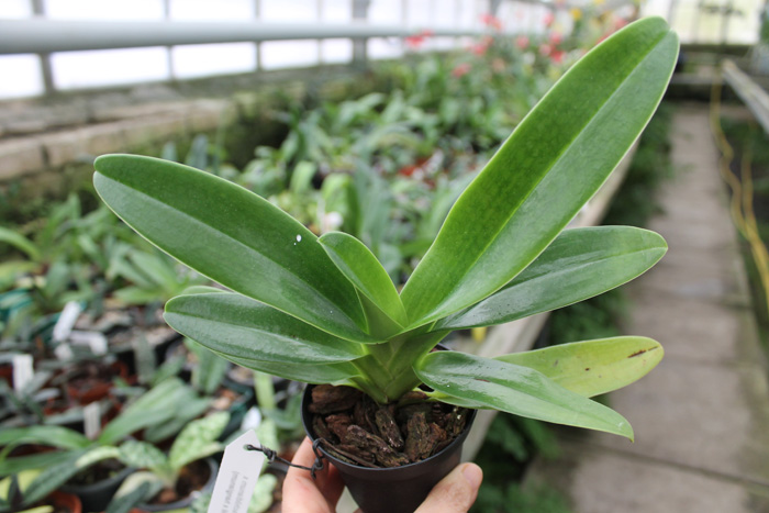 Paphiopedilum rothschildianum x (emersonii x hangianum).JPG