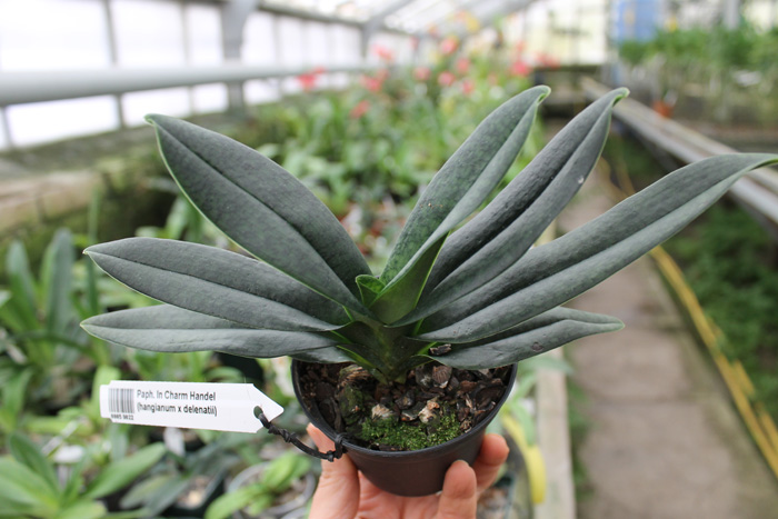 Paphiopedilum In Charm Handel (hangianum x delenatii).jpg