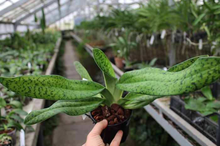 Paphiopedilum dayanum х kolopakingii.jpg