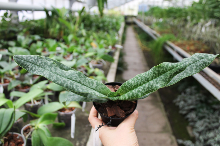 Paphiopedilum Heeder Fladder (primulinum x godefroyae).jpg