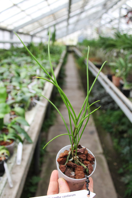 Papilionanthe vandarum.jpg