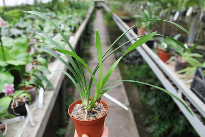 Cymbidium Sarah Jean 'Ice Cascade'.jpg