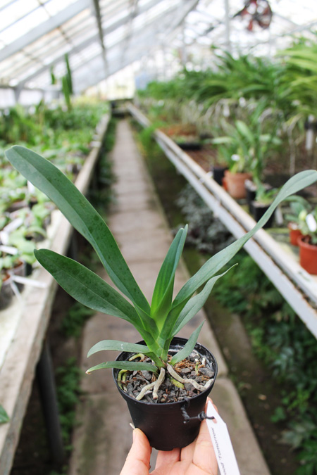 Angraecum Crestwood 'Tomorrow Star'.jpg