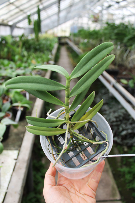 Dyakia hendersoniana.jpg