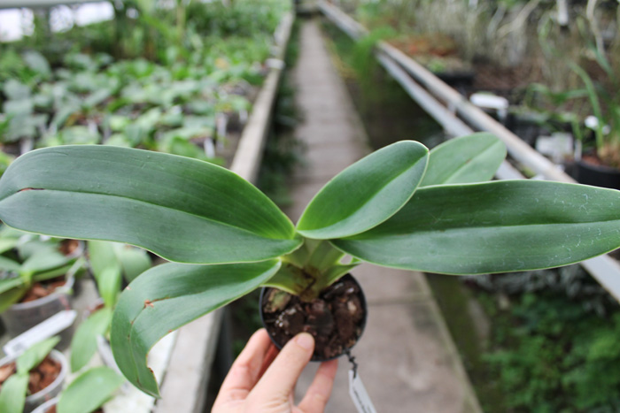 Paphiopedilum kolopakingii var topperi x Betty Bracey.jpg
