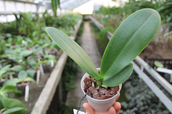 Phalaenopsis Miva Midi Libre.jpg