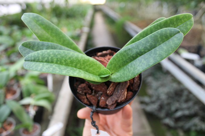 Paphiopedilum rothschildianum x bellatulum.jpg