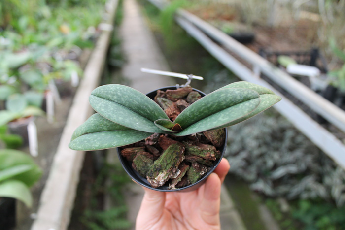Paphiopedilum In Charm White x godefroyae.JPG