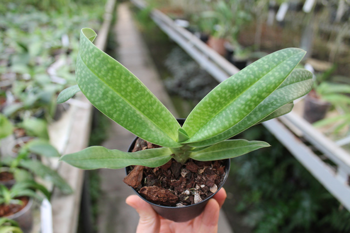 Paphiopedilum Daisy Barclay (rothschildianum x leucochilum).jpg