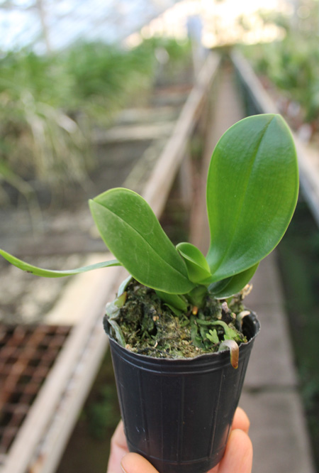Phalaenopsis aphrodite var formosana.jpg