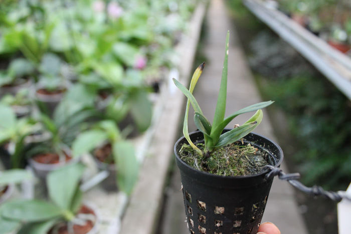 Dimorphorchis lowii.jpg