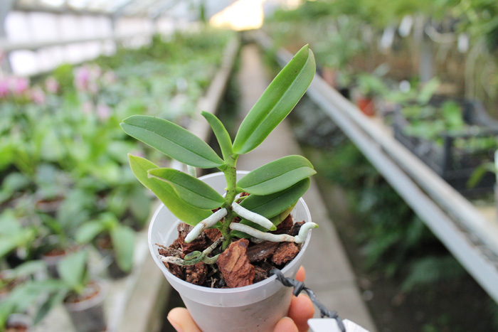 Diploprora truncata.jpg