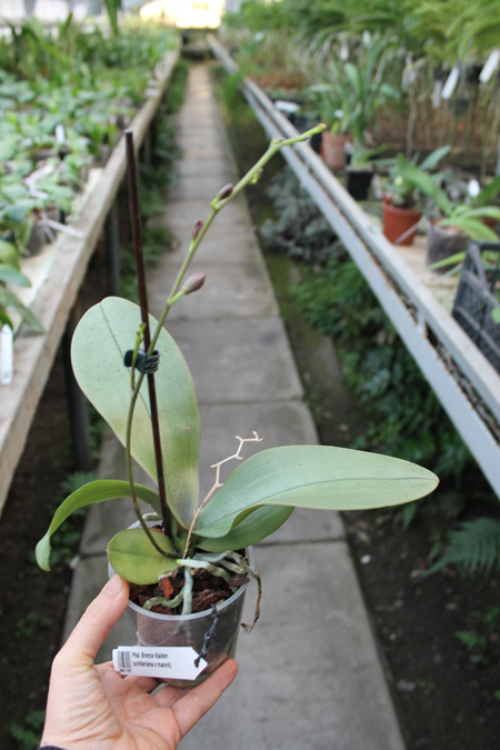Phalaenopsis Bronze Maiden (schilleriana x mannii).jpg